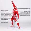 Clear Human Body Structure Model, 19.69 Inch High Human Body Model for Kids with Detailed Muscular & Skeletal Systems, Educational Clear Human Body Model for Classroom Demonstration, Medical Study