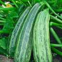 9 x 30+ Seeds Cocozelle Zucchini - Vegetable Green