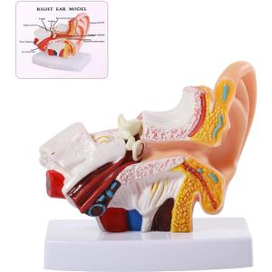 SFXYJ Ear Model 1.5X Enlarged Human, Ear Anatomy Model Outer Middle Inner Ear Model Professional PVC for Science Classroom Medical Anatomy and Physiology Study Teaching