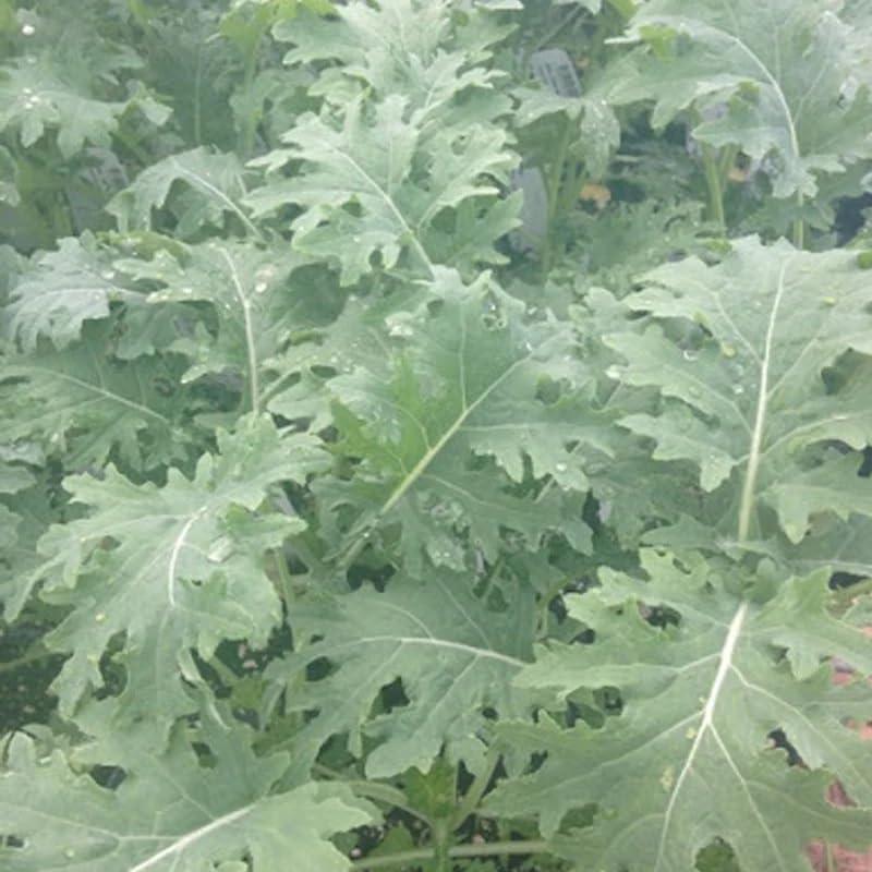 2 x White Russian Kale (Brassica oleracea) Vegetable Seeds, Cold-Hardy Champion, Tender Leaves, Edible Stems, Sweet Flavor, Seeds by MySeeds.Co, You Choose The Amount (1 oz)