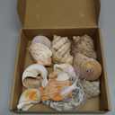 11PCS Hermit Crab Shells | Natural Sea Conch Size 1.5"-3.5" | Growth Turbo for Small to Medium and Large CrabsSaltwater Hermit Crab Supplies and Sea Shell for Beach Decor,Get 1 Pack of Small Shells