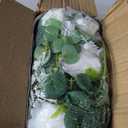 Dolicer 2Pcs 13Ft Artificial Eucalyptus Garlands with Flowers - 8 Roses, Faux Floral Greenery Garlands Fake Flowers Vines for Wedding Table Centerpieces Arch Party Ceremony Backdrop Decor (White)