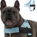 Dog Friendly Co. Dog Harness | Chafe Resistant Webbing, Adjustable Neck & Chest, and Heavy Duty D-Ring | Sturdy, Comfortable, Easy to Use | Sky Blue, Size L