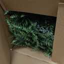 Outdoor Fake Hanging Fern Artificial Hanging Ferns 2 Pack, Large Faux Boston Fern Bushes, UV Resistant Outdoor Hanging Plants for Front Porch, Patio & Indoor Decor