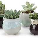 T4U Mini Ceramic Succulent Pots with Drainage - Set of 6, Tiny Pots for Plants, Home and Office Decor, Plant Lover Gifts for Women