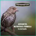 Pennington Pride Wild Finch Blend, Wild Bird Seed for Outside Feeders, Special Mix for a Variety of Musical & Colorful Songbirds, Great Bird Food to Use as Year-Round Feed, 10-lb. Bag