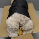 FUNNY FUZZY Pet Fluffy Fuzzy Couch Cover, Calming Washable Dog Bed Sofa Protector Pets Mat for Small Medium Dogs and Cats (Coffee,33.45  28.35  5.51 in)