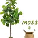 6FT Artificial Fiddle Leaf Fig Tree - Tall Fake Tree with White Planter&Seagrass Basket, Large Faux Ficus Lyrata Tree Floor Plants for Indoor Home Decor Office Living Room Housewarming Gift