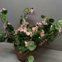 Nearly Natural 24in Artificial Geranium Hanging Basket Faux Floral Plant For Home Decor, Pink