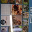 2026 Baby Animals 12-Month Wall Calendar