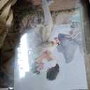 Americanflat 11x17 Floating Picture Frame with Shatter-Resistant Glass - Fits 11x14 Photos or Smaller - Slide-In Photo Frame - Fusion Float Collection - Floating Frames for Wall Display - Black