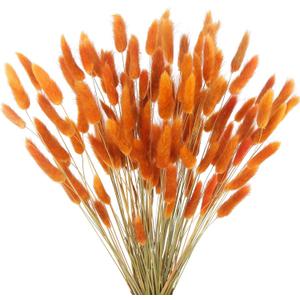 CISDUEO 120pcs Dried Bunny Tails Flowers Orange Lagurus Ovatus Tail Dried Flowers Pampas Grass Natural Dried Floral Arrangement for Boho Fall Decor Autumn Wedding DIY Farmhouse Christmas Halloween