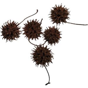 Sweet Gum Tree Seed Pods All Natural Bioactive Ball Accessories for Isopods, Reptiles, Amphibians, and Shrimp (Pack of 5) 2 OZ