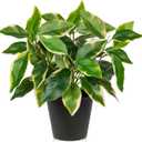 Oairse Artificial Plants Indoor Small Fake Plants in Pots Faux Pothos N Joy Potted Plant Fake Indoor Plants with Black Pots for Bathroom Living Room Office Desk Shelves