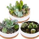 Lawei 3 Pack 6 inch Round Succulent Cactus Planter Pots with Drainage Bamboo Tray - Garden Ceramic Flower Planter Pot