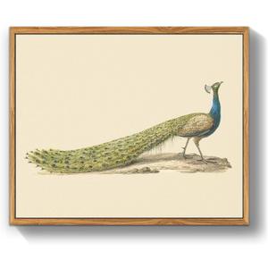 crmotu Peacock Framed Wall Art, Still Life Canvas Painting, Animal Bird Vintage Art Prints, Retro Neutral Pictures Wall Decor Living Room Bedroom, Rustic Farmhouse Bathroom Decor, 12x16 inch (16L" x 12W")