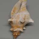 Giant Natural Conch Shell, Striped Fox Conch Seashell 6-7 inches, Large Sea Shell for Vase Filler