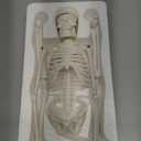 17.7 inch Mini Human Skeleton Model for Anatomy Study, Halloween Skeleton Decor with Movable Arms and Legs, Realistic Scientific Skeletons for Educational Display and Halloween Decoration