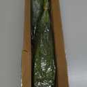 16 Pcs Real Touch Norfolk Pine Branch -18" Artificial Christmas Green Plants Branches Faux Greenery Stem Fake Cedar Pine Picks for Vase DIY Crafts Garland Wreath Xmas Indoor Outdoor Home Decor