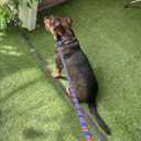 Slip Leads for Dogs Rope Leash, 1cm/0.4" Dia, 135cm/53 Long, Nylon Heavy Duty Strong Comfortable Style Pet Collar Highly Reflective Durable Double Pull Loop Leashes for  Training Dog-Blue