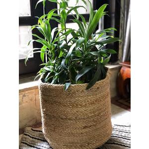 Fake Bamboo Tree Plant