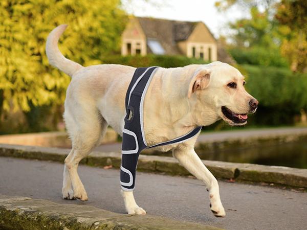 Dog Acl Knee Brace for Hip Dislocation, Cruciate Ligament Injury - Provides Stabilizing Support, Pain Relief, Pet Knee Wound Protection for Hind and Front Legs, M