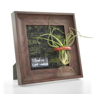 Air Plant Holder Tillandsia Ionantha Display Frame - Waterproof Wall Hanger Air Succulent Hanging Decor for Indoor House Plants, Creative Gift for Plant Parents