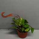 Shop Succulents Rare Pothos Neon Queen, Live Indoor Plant, Low Maintenance Houseplant with Vibrant Neon Green and White Variegated Leaves, Home Decor, Office Plant, 6 Inch Nursery Pot