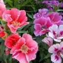 8 x 300+ Seeds Satin Flower Mix Godetia Clarkia - Flower Multicolor