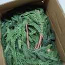 Christmas Norfolk Pine Garland Clearance- 6ft Artificial Greenery Garlands Norfolk Pine Leaves Real Touch Garland for Christmas Holiday Mantle Fireplace Table Home Decor (6 feet)