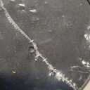 Dog Probiotics & Digestive Enzymes  Pumpkin Fiber Chews for Gut Health, Diarrhea & Upset Stomach Relief, Gas & Stool Support, Beef Flavor Soft Chews  90 Count