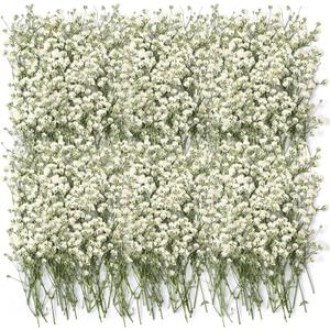Tinideya 100 Pcs Dried Babys Breath Flowers Bulk Babys Breath Real Pressed Flowers Natural Gypsophila for Resin Wedding Art Craft Baby Shower DIY Invitations Scrap Booking Card Making(Ivory White)