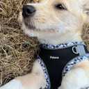 Petank Dog Harness for Small Medium Dogs No Pull, Puppy Harness and Leash Set, Step in Dog Harness for Walking, Running, Training(Black, S)