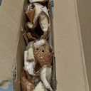 4 Pcs 16'' Champagne Gold Poinsettia Flowers Christmas Artificial Extra Large Velvet Christmas Flower Glitter Poinsettias Picks Ornaments Floral Stems for Xmas Tree Decoration Wreath Garland