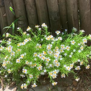 18PCS Artificial Spring White Flowers for Indoor Outdoor Planters Faux Daisy Fake Little Flowers UV Resistant for Porch Terrace Yard Home Party Decoration