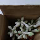 Fall Artificial Delphinium Flowers Orange Silk Larkspur Faux Snapdragon Long Stem Fake Plant Spray Arrangement for Home Garden Wedding Arrangement Table Vase Decor (Orange)