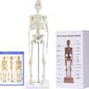 breesky Human Skeleton Model for Anatomy: 17 Human Skeleton Model with Movable Arms and Legs - Scientific Model for Study and Display