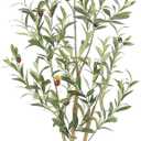 Bellacat Faux Olive Tree 4ftOlive Trees Artificial Indoor with Natural Wood Trunk and Realistic Leaves and Fruits. 4 Feet(48in) Fake Olive Tree for Home House Office Dcor.
