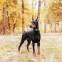 haapaw Martingale Dog Collar with Quick Release Buckle Reflective Dog Training Collars for Dogs