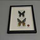 ArsVenciik Real Framed Moth Specimen Duo - Preserved Sunset & Urania Taxidermy - Metallic Rainbow Shadow Box Wall Art - Handmade Insect Decor & Gift for Butterfly/Moth Lovers