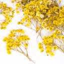 50 Pcs Baby's Breath Real Natural Dried Pressed Flowers for Wedding DIY Crafts Home Decor Resin Art Card Making Vase Arrangements (Yellow)