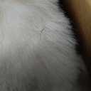 chovy Kids Girls Rabbit Plush White Comforter Sets Queen - 3PC Faux Fur Bed Set Skin Friendly Soft Warm Velvet Flannel Fluffy Fuzzy Bedding（Comforter x 1 Pillowcases x 2）