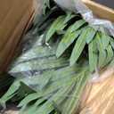 Nearly Natural 4ft Golden Cane Palm Artificial Tree