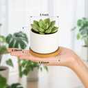 ZOUTOG Succulent Pots 3.1 Inch,Succulent Planters 12 Pack,Small Pots for Plants with Drainage and Tray,White Ceramic Flower Planters for Indoor Plants,Home,Office,Desk