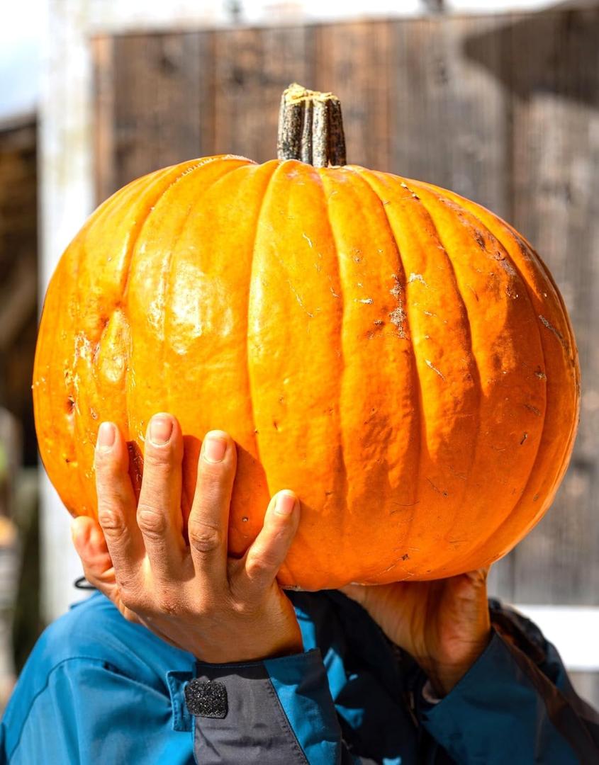 Seeds Pumpkin Big Max 20+ Seeds to Grow Massive Size Pumpkin