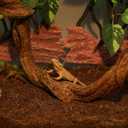 AQUA KT Reptile Twist Climber Vine Bendable Branch for Lizard Snake Bearded Dragon Crested Gecko Climbing Accessory Terrarium Habitat Decoration