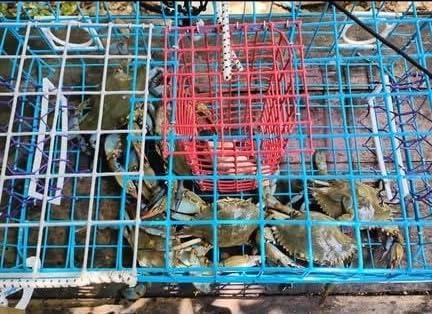 Florida Medium Blue Crab Trap – 24 x 14 x 11 Crab Pot for Recreational Crabbing – Two-Throat Entry Fishing Trap – PVC Coated Wire Saltwater Crab Trap