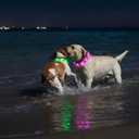 Light Up Dog Collar, Rechargeable Glowing Dog Collar, Light Dog Collar for Night Walking with 1640 FT of Visibility - Brightest LED Dog Collar Light, 3 Flashing Modes, Keeps Your Pets Safe in The Dark (Blue+Green)