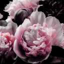 Large Pink Peony Flower Wallpaper for Bedroom, Living Room, Bathroom Background Wall Decoration(Non-self-Adhesive)