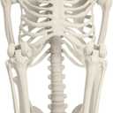 5.4Ft Posable Skeleton Halloween Decorations Outdoor, Plastic Life Size Skeleton with Movable Joints for Graveyard Prop, Halloween Toys Indoor Outdoor Haunted House Party Decor, White 